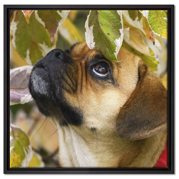 zwischen Blättern Mops auf Leinwandbild Quadratisch gerahmt Größe 60x60
