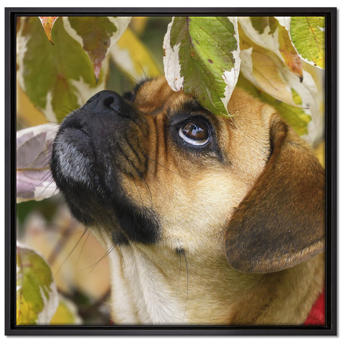 zwischen Blättern Mops auf Leinwandbild Quadratisch gerahmt Größe 70x70