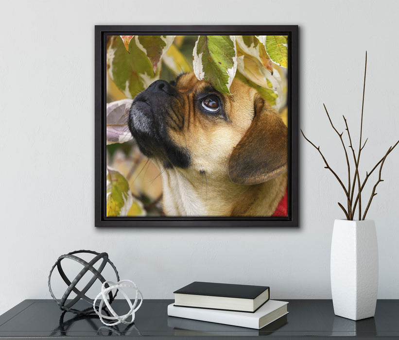 zwischen Blättern Mops  auf Leinwandbild Quadratisch gerahmt mit Kirschblüten