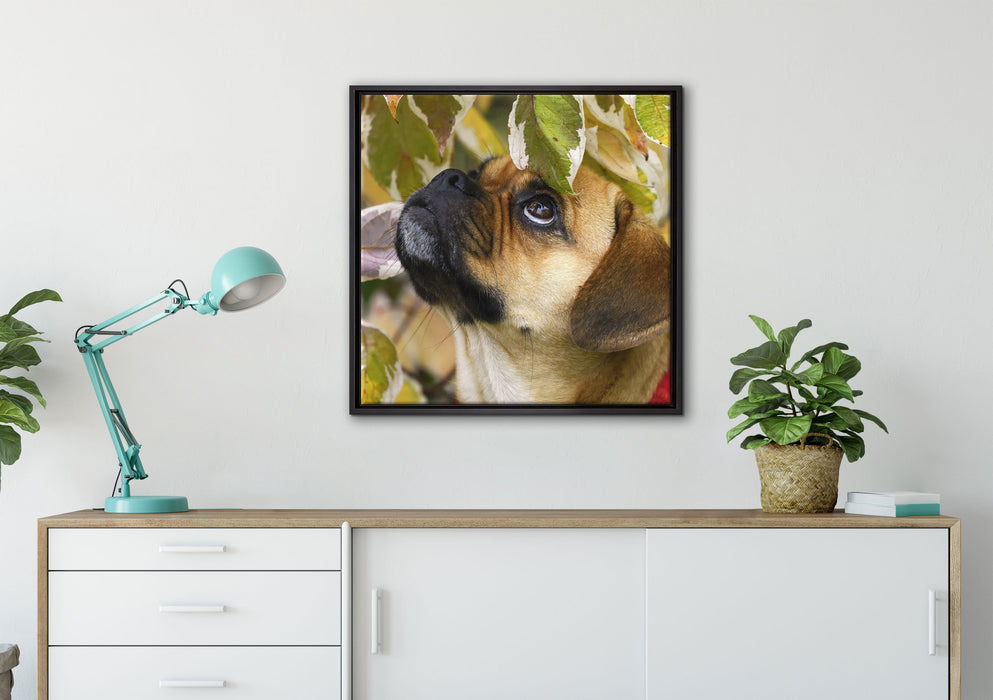 zwischen Blättern Mops auf Leinwandbild gerahmt Quadratisch verschiedene Größen im Wohnzimmer