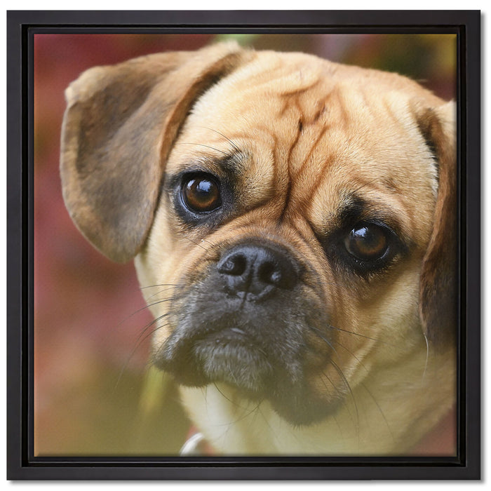 Mops Welpe auf Leinwandbild Quadratisch gerahmt Größe 40x40