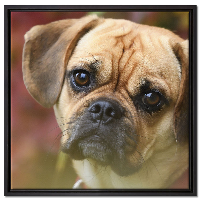 Mops Welpe auf Leinwandbild Quadratisch gerahmt Größe 60x60