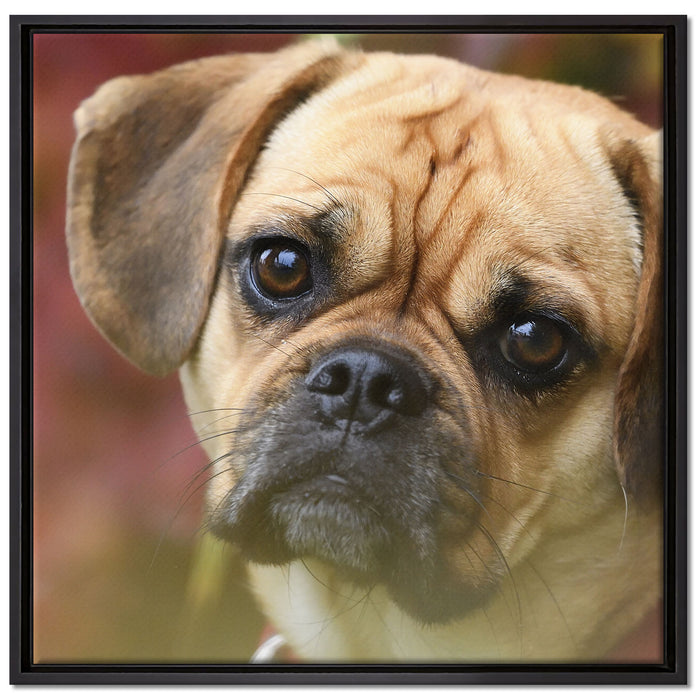 Mops Welpe auf Leinwandbild Quadratisch gerahmt Größe 70x70