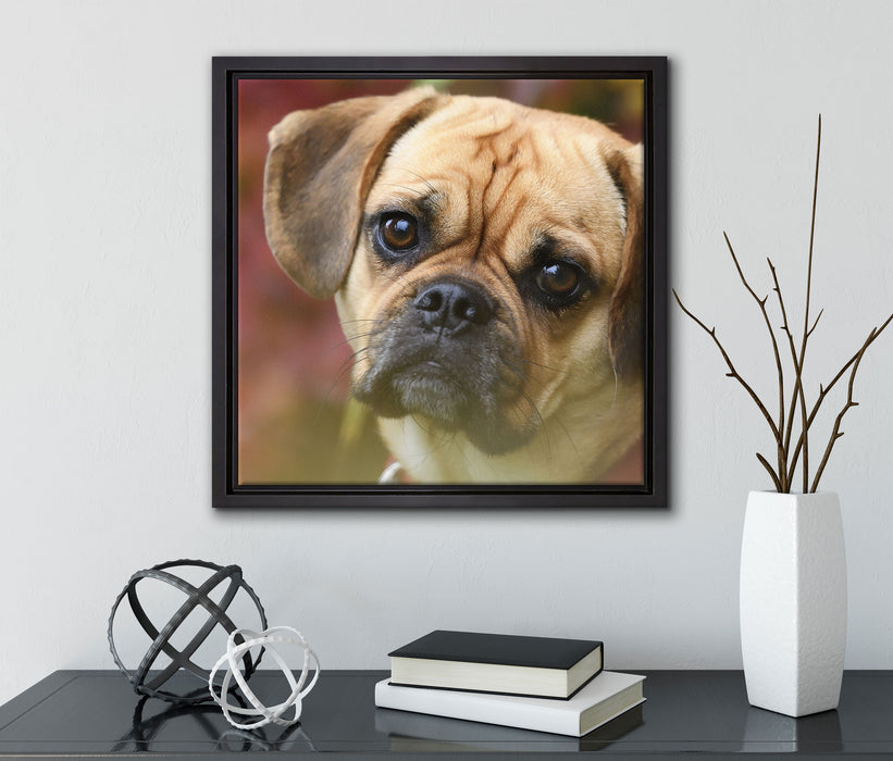 Mops Welpe  auf Leinwandbild Quadratisch gerahmt mit Kirschblüten
