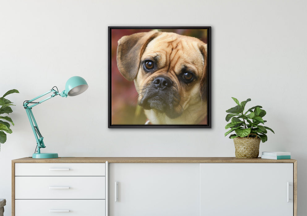 Mops Welpe auf Leinwandbild gerahmt Quadratisch verschiedene Größen im Wohnzimmer
