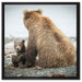 Bär mit Baby nach dem Baden auf Leinwandbild Quadratisch gerahmt Größe 60x60