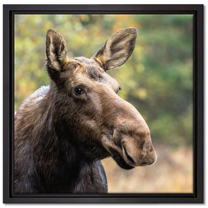 Elch im Wald auf Leinwandbild Quadratisch gerahmt Größe 40x40