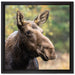 Elch im Wald auf Leinwandbild Quadratisch gerahmt Größe 40x40