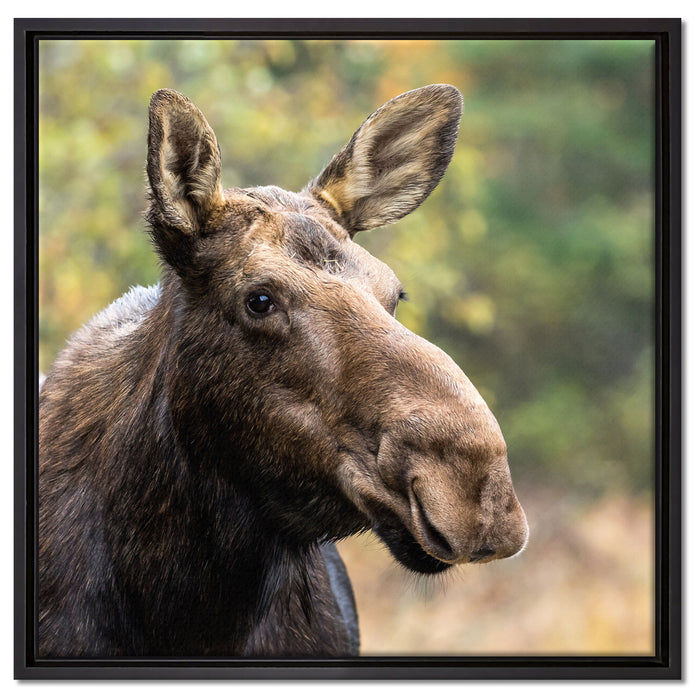 Elch im Wald auf Leinwandbild Quadratisch gerahmt Größe 60x60
