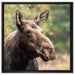 Elch im Wald auf Leinwandbild Quadratisch gerahmt Größe 60x60