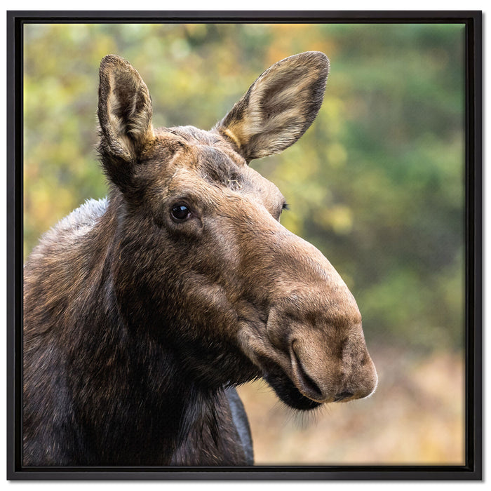 Elch im Wald auf Leinwandbild Quadratisch gerahmt Größe 70x70