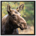 Elch im Wald auf Leinwandbild Quadratisch gerahmt Größe 70x70