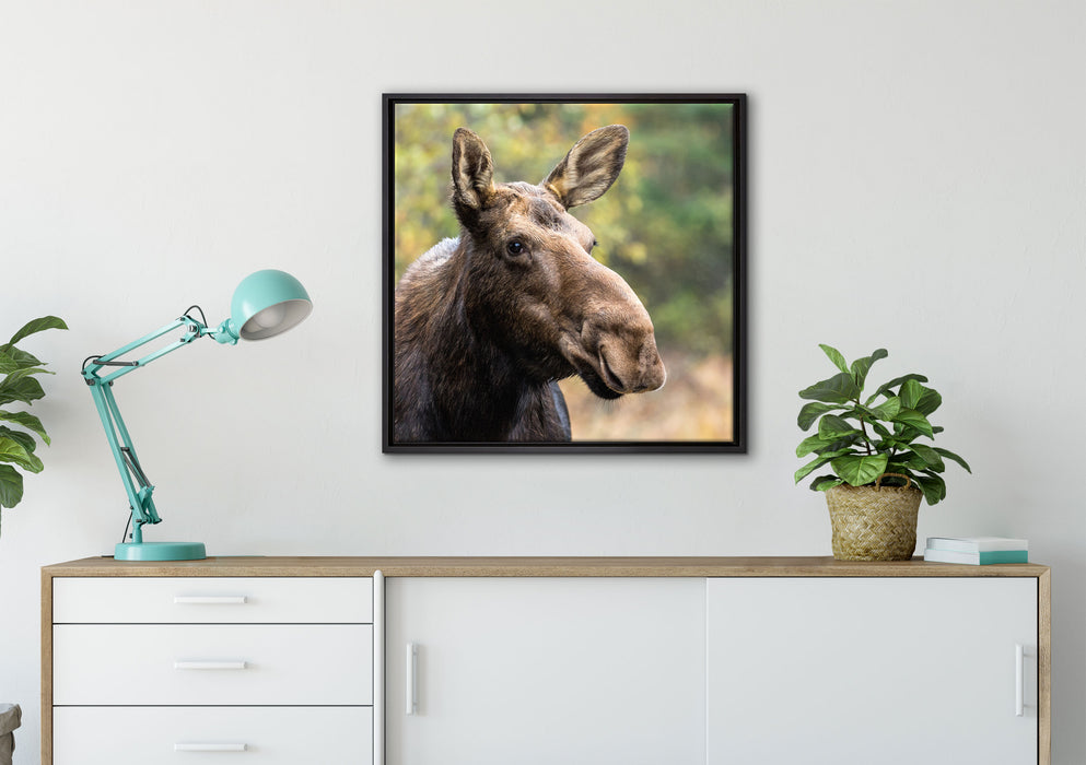 Elch im Wald auf Leinwandbild gerahmt Quadratisch verschiedene Größen im Wohnzimmer