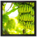 reifende Bananen am Baum auf Leinwandbild Quadratisch gerahmt Größe 40x40