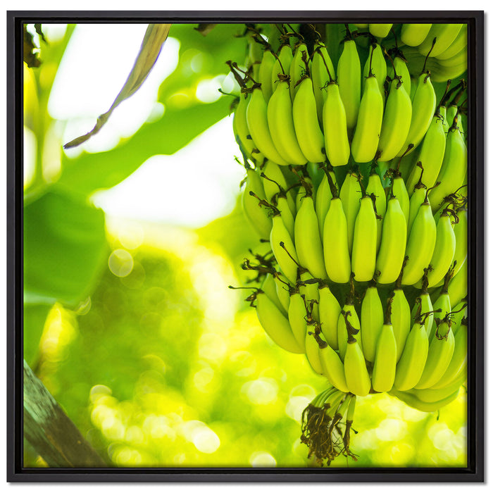 reifende Bananen am Baum auf Leinwandbild Quadratisch gerahmt Größe 70x70