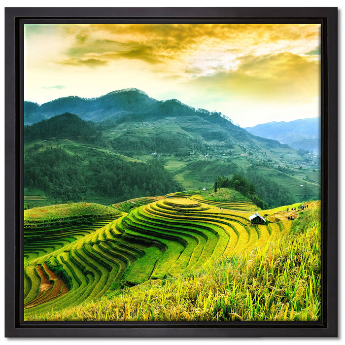 Reisfelder in Vietnam auf Leinwandbild Quadratisch gerahmt Größe 40x40