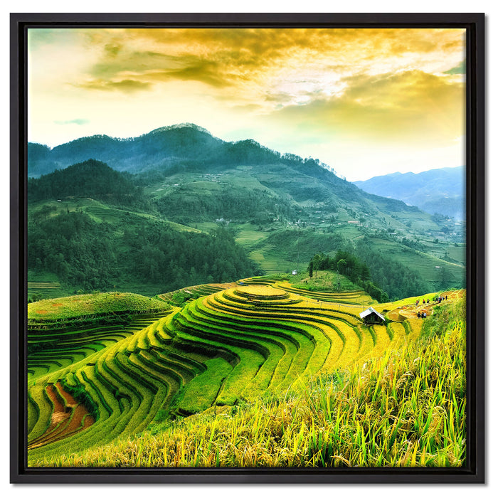 Reisfelder in Vietnam auf Leinwandbild Quadratisch gerahmt Größe 60x60