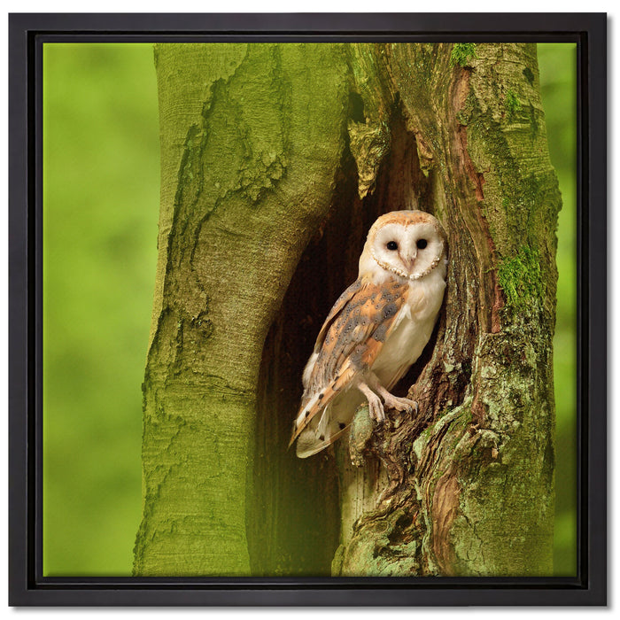 Schleiereule Baumhöhle auf Leinwandbild Quadratisch gerahmt Größe 40x40