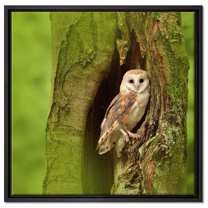 Schleiereule Baumhöhle auf Leinwandbild Quadratisch gerahmt Größe 60x60