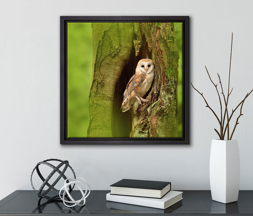 Schleiereule Baumhöhle  auf Leinwandbild Quadratisch gerahmt mit Kirschblüten