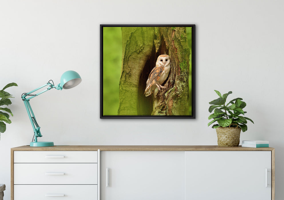 Schleiereule Baumhöhle auf Leinwandbild gerahmt Quadratisch verschiedene Größen im Wohnzimmer