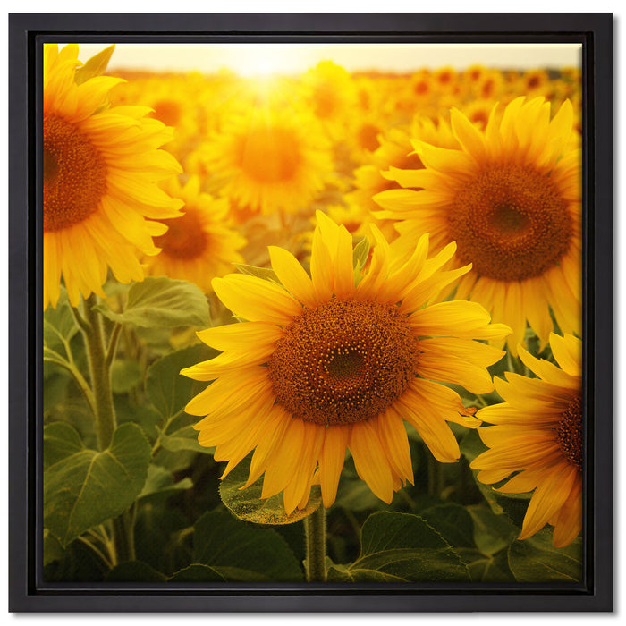 Sonnenblumen auf dem Feld auf Leinwandbild Quadratisch gerahmt Größe 40x40