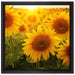 Sonnenblumen auf dem Feld auf Leinwandbild Quadratisch gerahmt Größe 40x40