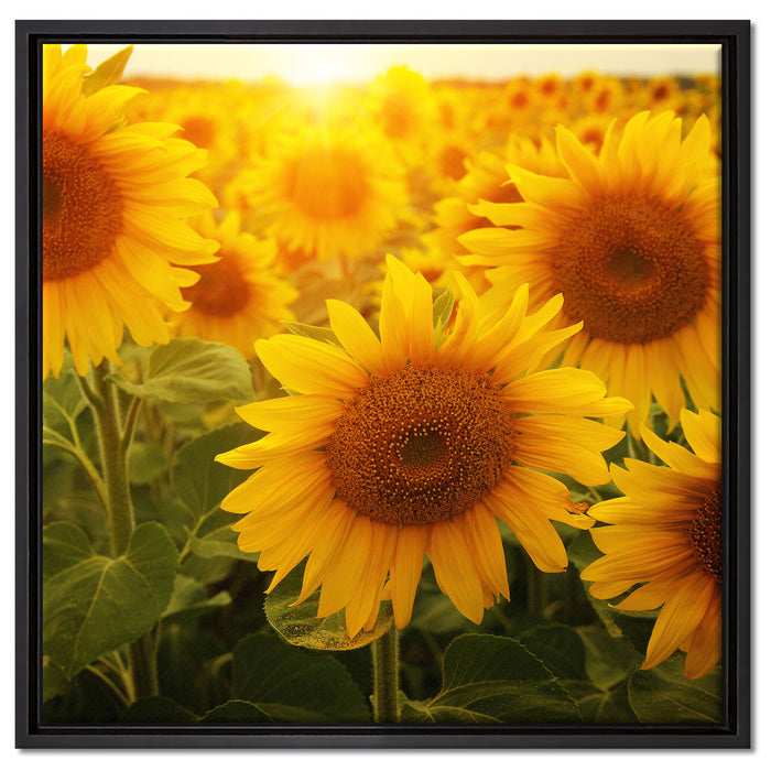 Sonnenblumen auf dem Feld auf Leinwandbild Quadratisch gerahmt Größe 60x60