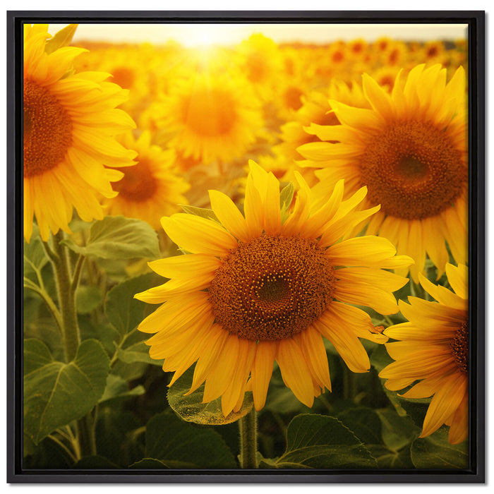 Sonnenblumen auf dem Feld auf Leinwandbild Quadratisch gerahmt Größe 70x70