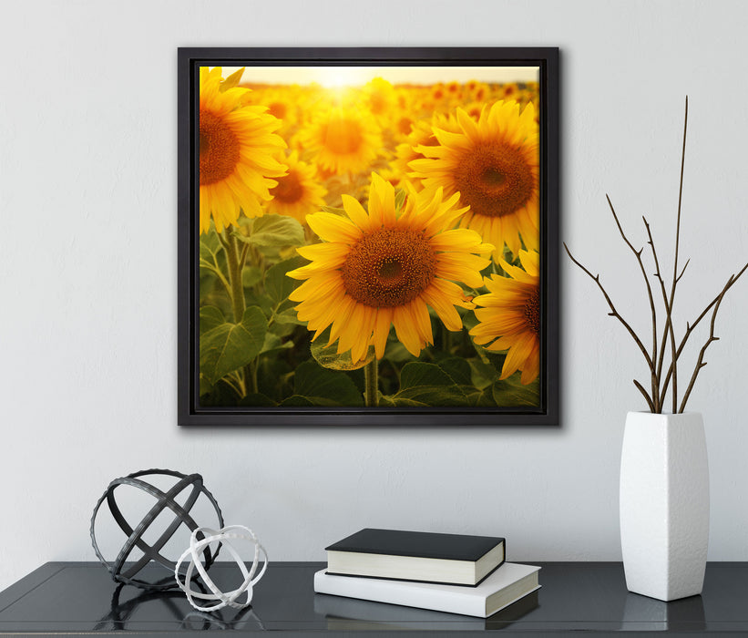 Sonnenblumen auf dem Feld  auf Leinwandbild Quadratisch gerahmt mit Kirschblüten