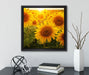Sonnenblumen auf dem Feld  auf Leinwandbild Quadratisch gerahmt mit Kirschblüten
