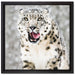 Leopard im Schnee auf Leinwandbild Quadratisch gerahmt Größe 40x40