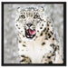 Leopard im Schnee auf Leinwandbild Quadratisch gerahmt Größe 60x60