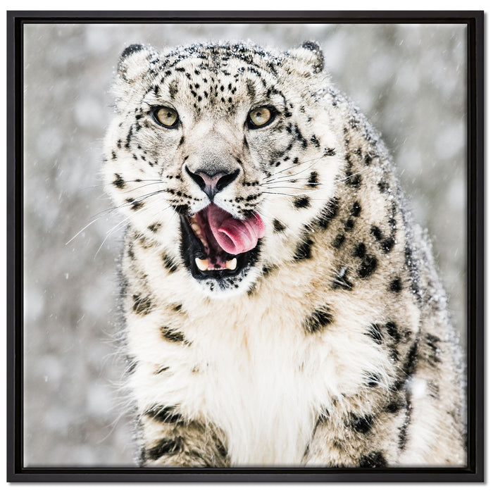 Leopard im Schnee auf Leinwandbild Quadratisch gerahmt Größe 70x70