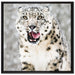 Leopard im Schnee auf Leinwandbild Quadratisch gerahmt Größe 70x70
