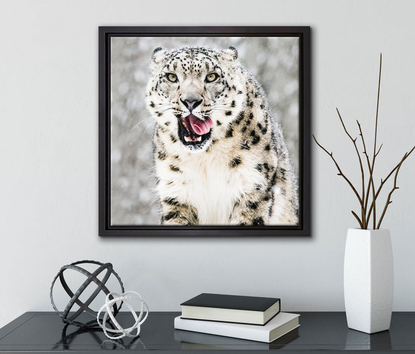 Leopard im Schnee  auf Leinwandbild Quadratisch gerahmt mit Kirschblüten