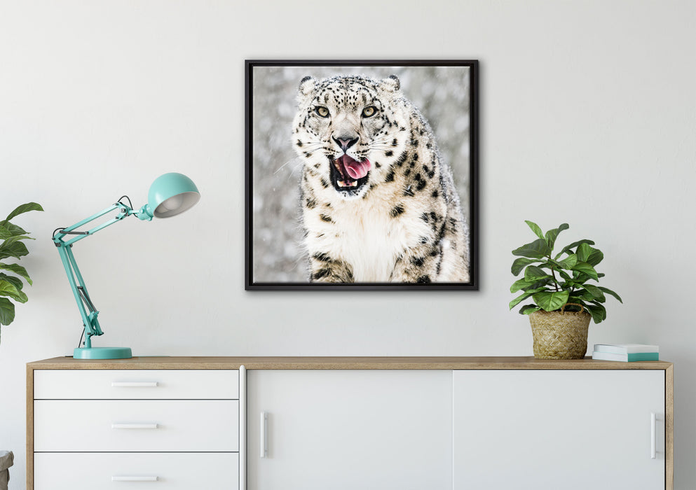 Leopard im Schnee auf Leinwandbild gerahmt Quadratisch verschiedene Größen im Wohnzimmer