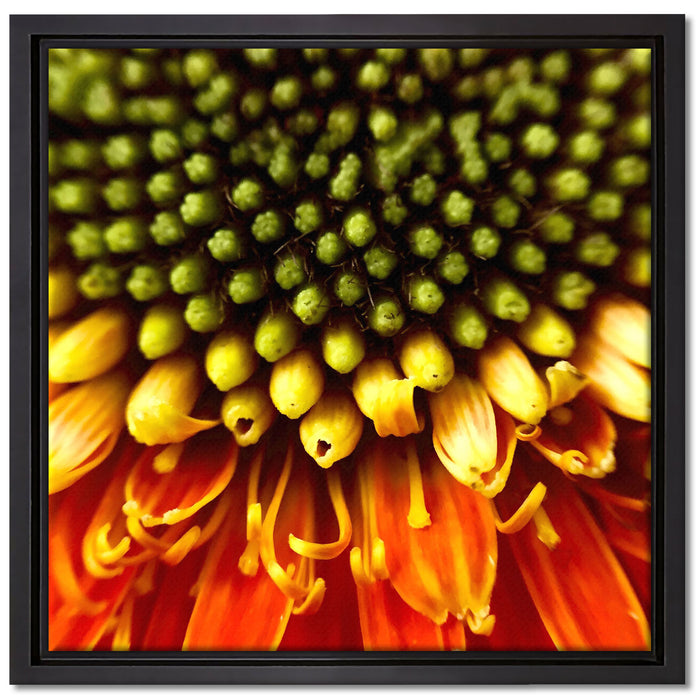 Nahaufnahme einer Gerbera auf Leinwandbild Quadratisch gerahmt Größe 40x40