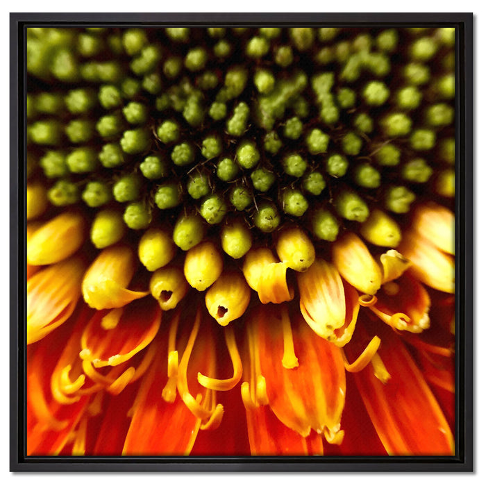 Nahaufnahme einer Gerbera auf Leinwandbild Quadratisch gerahmt Größe 60x60