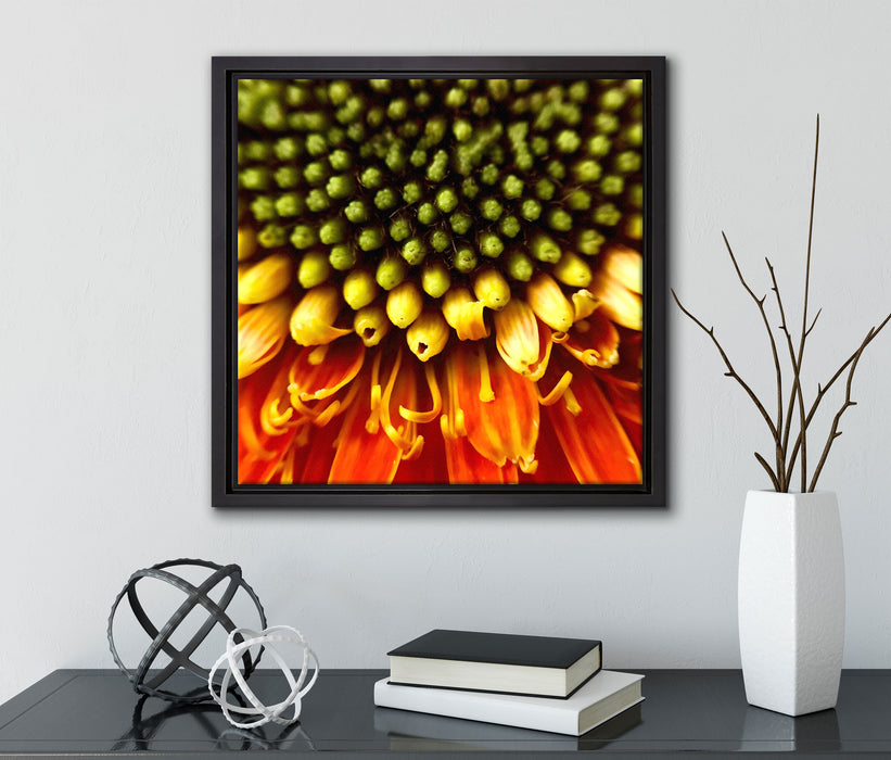 Nahaufnahme einer Gerbera  auf Leinwandbild Quadratisch gerahmt mit Kirschblüten