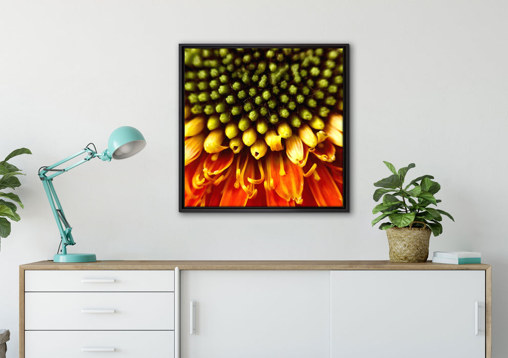 Nahaufnahme einer Gerbera auf Leinwandbild gerahmt Quadratisch verschiedene Größen im Wohnzimmer