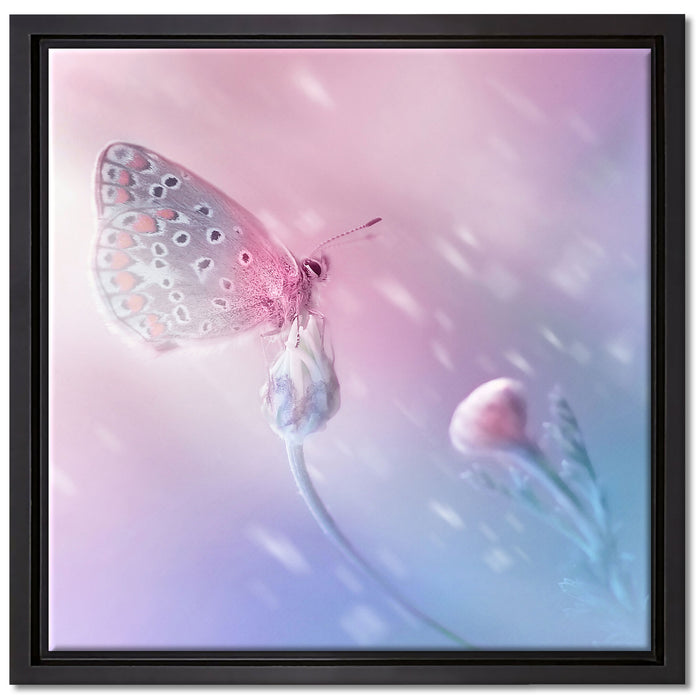 Schmetterling auf Blütenknospen auf Leinwandbild Quadratisch gerahmt Größe 40x40