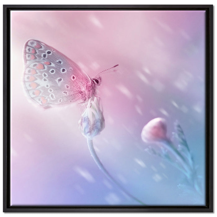 Schmetterling auf Blütenknospen auf Leinwandbild Quadratisch gerahmt Größe 70x70
