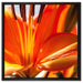orange Lilie in Nahaufnahme auf Leinwandbild Quadratisch gerahmt Größe 60x60