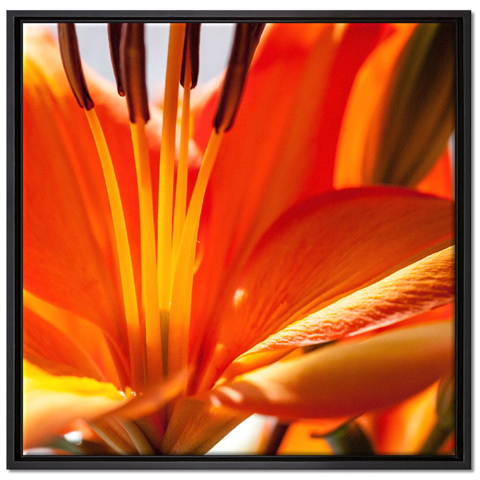 orange Lilie in Nahaufnahme auf Leinwandbild Quadratisch gerahmt Größe 70x70