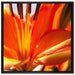 orange Lilie in Nahaufnahme auf Leinwandbild Quadratisch gerahmt Größe 70x70