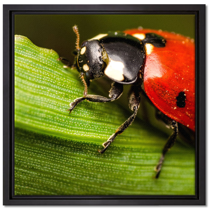 Marienkäfer in Detailaufnahme auf Leinwandbild Quadratisch gerahmt Größe 40x40