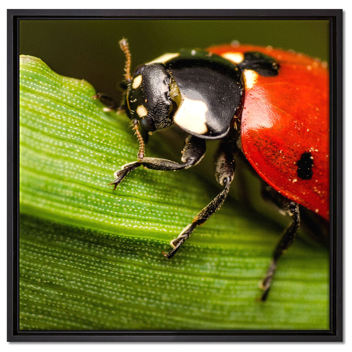 Marienkäfer in Detailaufnahme auf Leinwandbild Quadratisch gerahmt Größe 60x60