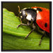 Marienkäfer in Detailaufnahme auf Leinwandbild Quadratisch gerahmt Größe 60x60