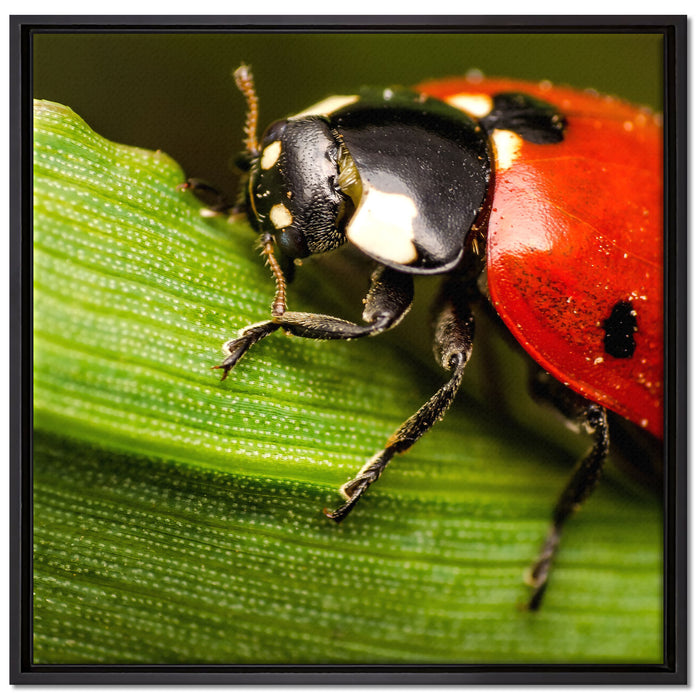 Marienkäfer in Detailaufnahme auf Leinwandbild Quadratisch gerahmt Größe 70x70